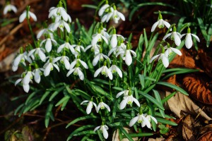 snowdrop-1025059_960_720